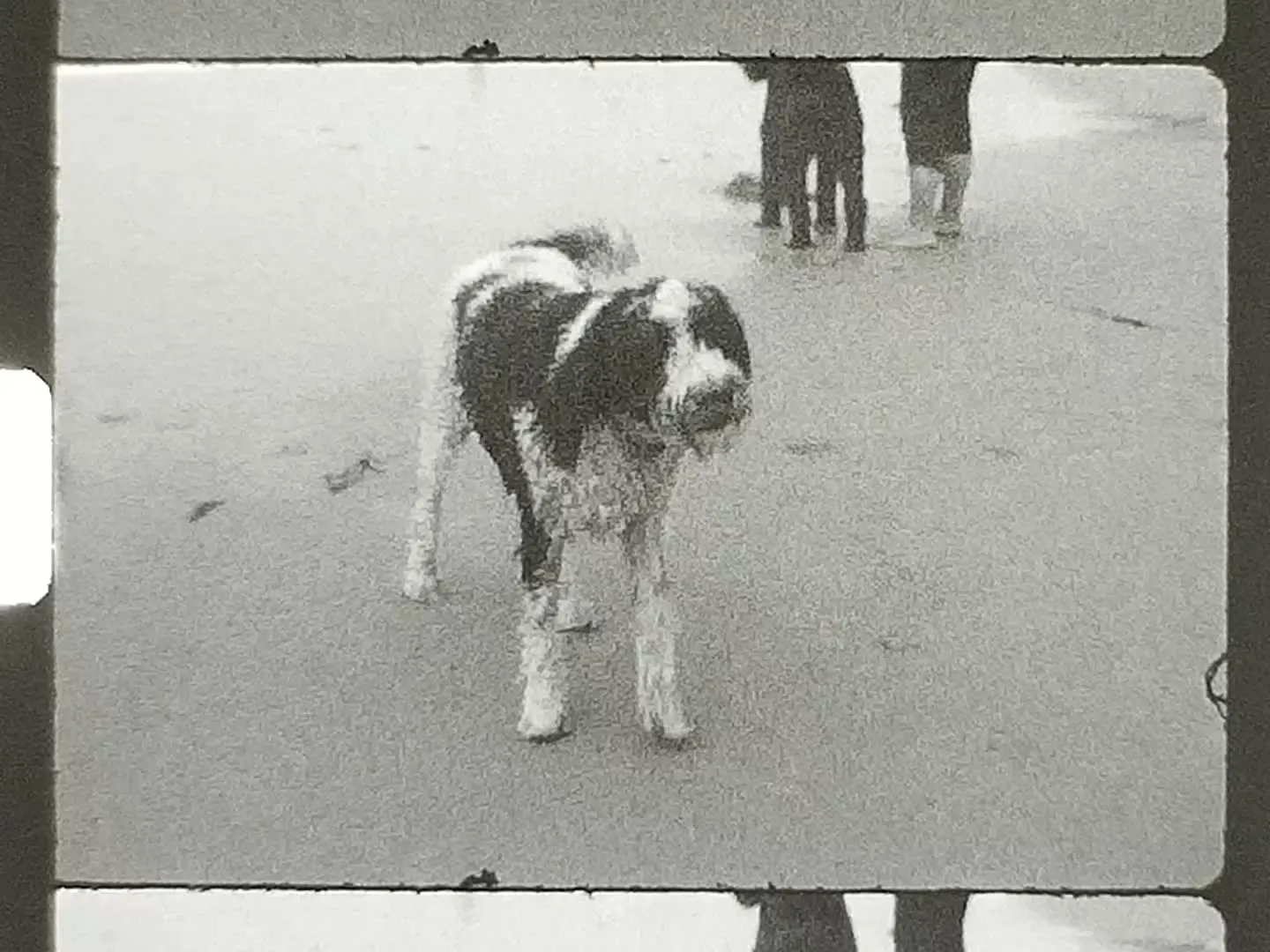 Indy, the black-and-white one.