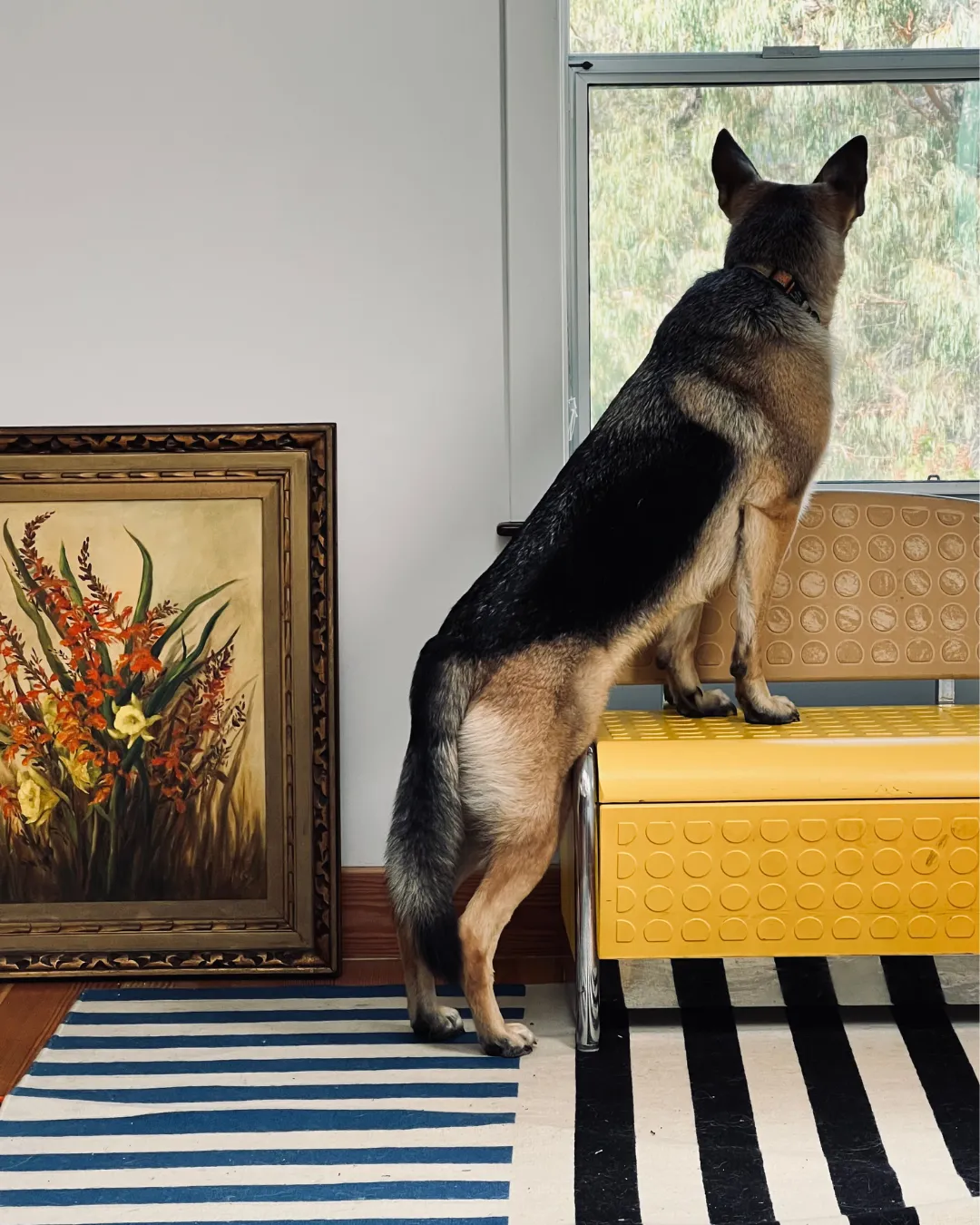 Dogs