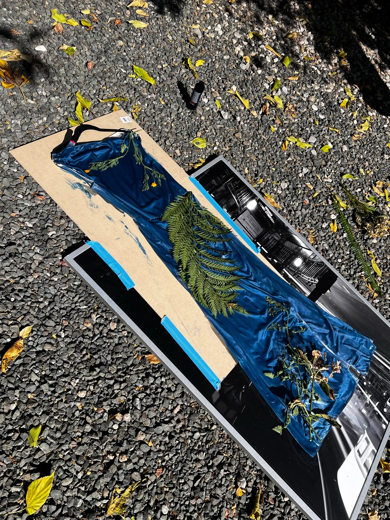 Dye on, plants down, out in the sun.
