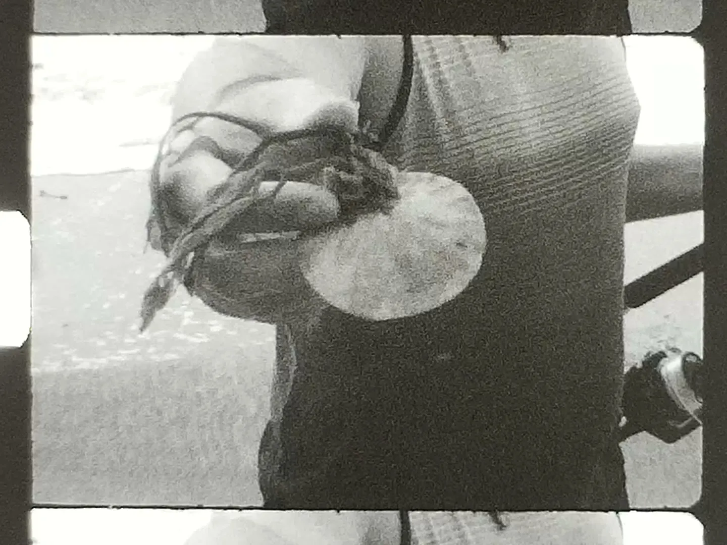 A living sand dollar.